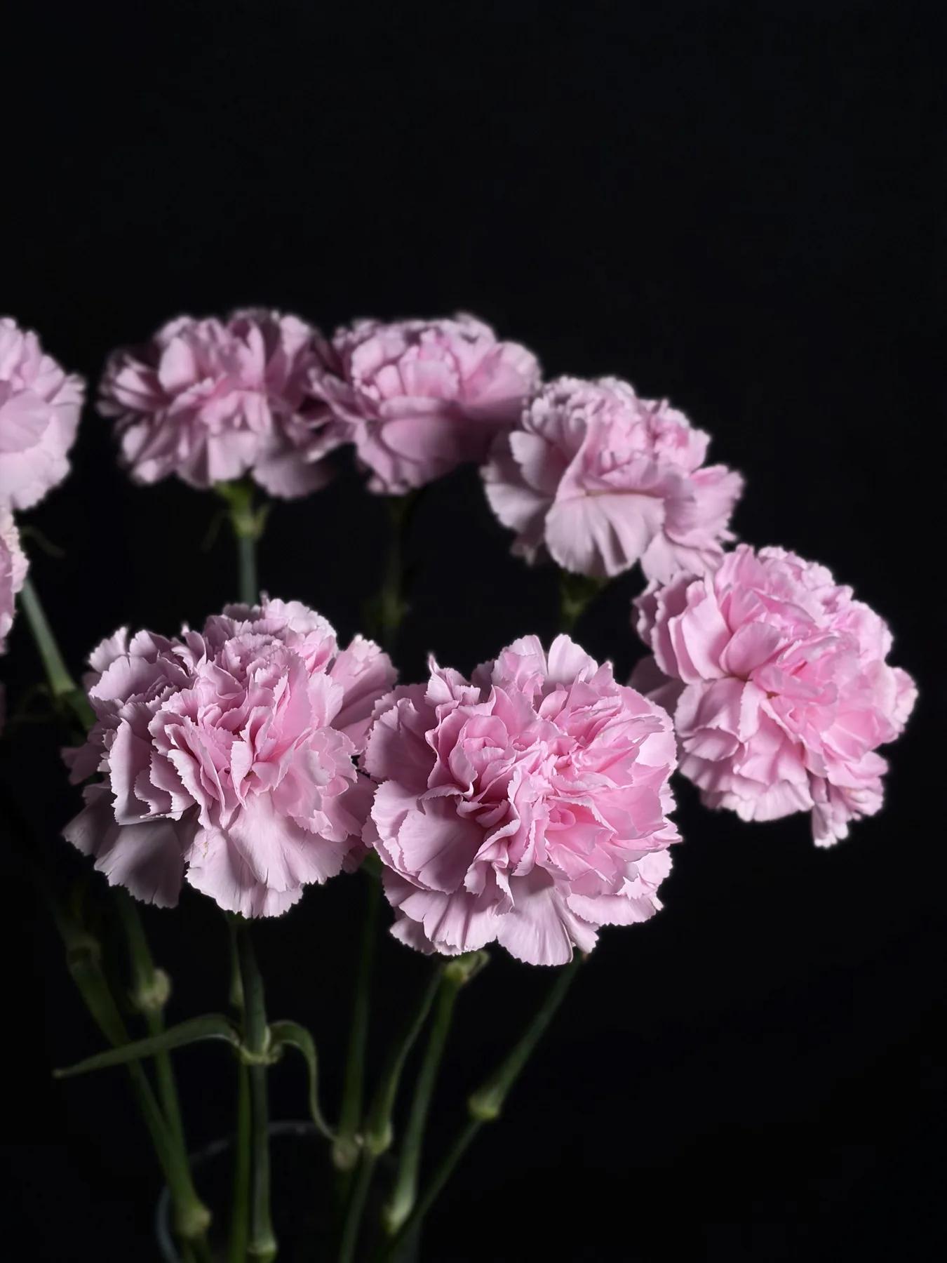 Дианстусы розовые 20 шт