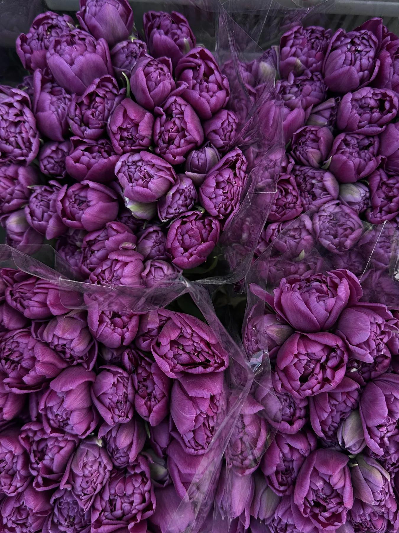 Фиолетовые пионовидные тюльпаны 20 шт 