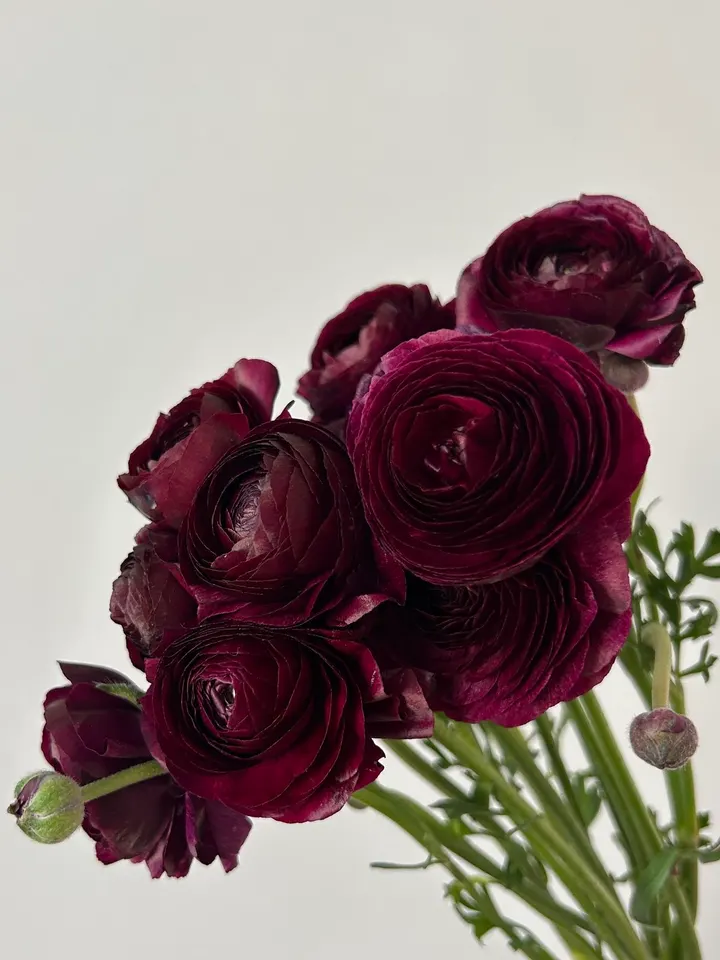 Ранункулюсы 10 шт